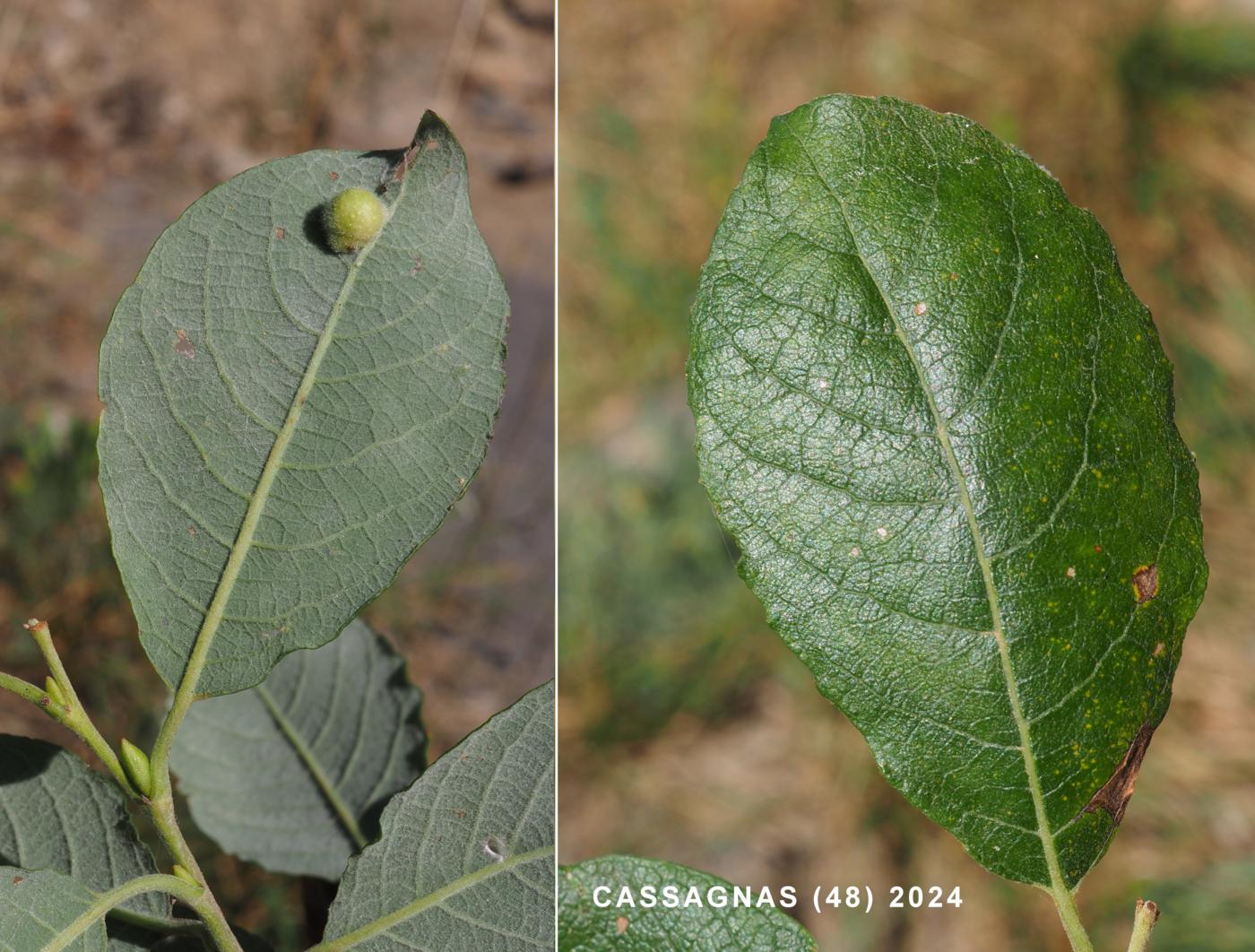 Apple, Domestic leaf